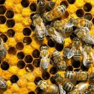 Как делают мед пчелы и для чего