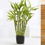 Как ухаживать за бамбуком в домашних условиях